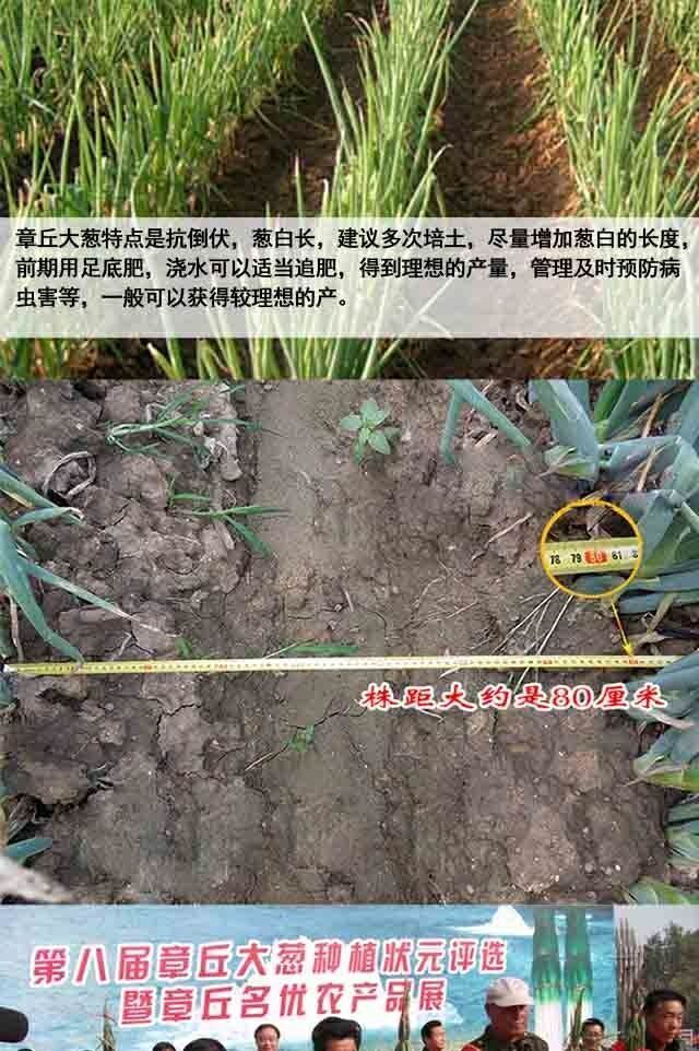 怎么种葱秧子 e7c11d89-5e2e-4ff4-ba95-34efe90bf7b8.jpeg.a.jpeg