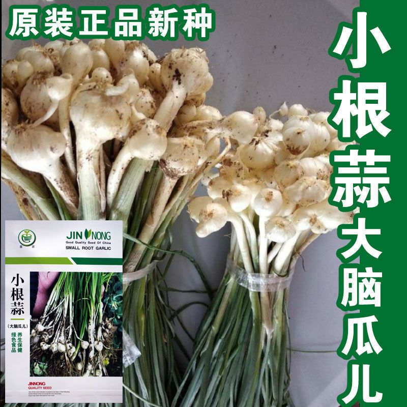 小跟蒜种子山蒜野蒜小葱种籽四季播耐寒性好阳台庭院栽培蔬菜种子 虎窝拼