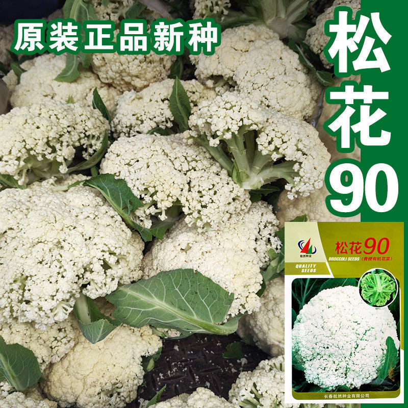 松花90松花菜种子青梗松花菜花椰菜有机菜花高产秋季四季蔬菜籽孑