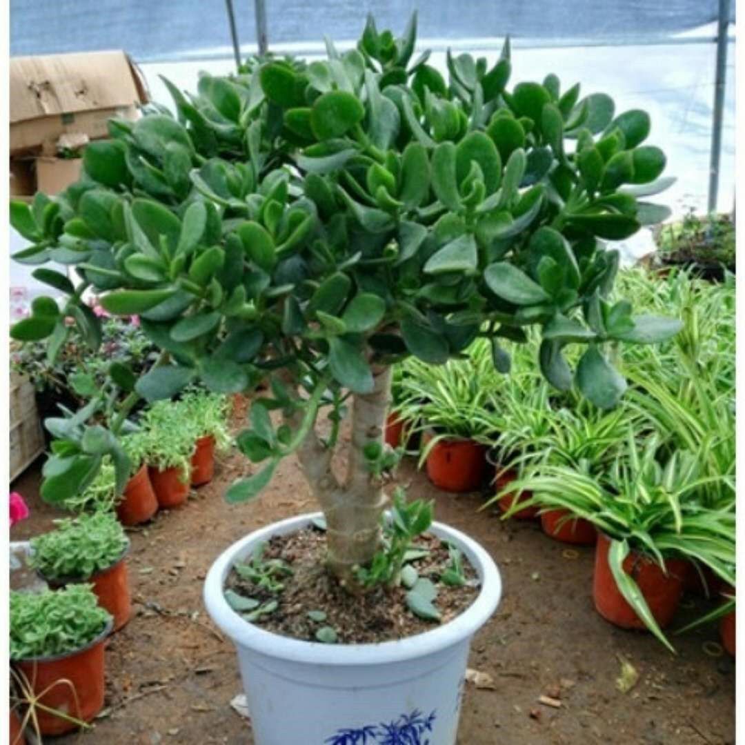 特卖玉树燕子掌厚脸皮树胖娃娃盆栽四季常青观叶植物桌面室内阳台【2