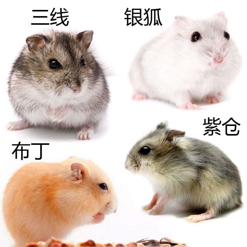 仓鼠宠物幼崽三线紫仓银狐布丁真的宝宝鼠子送运输盒运输粮
