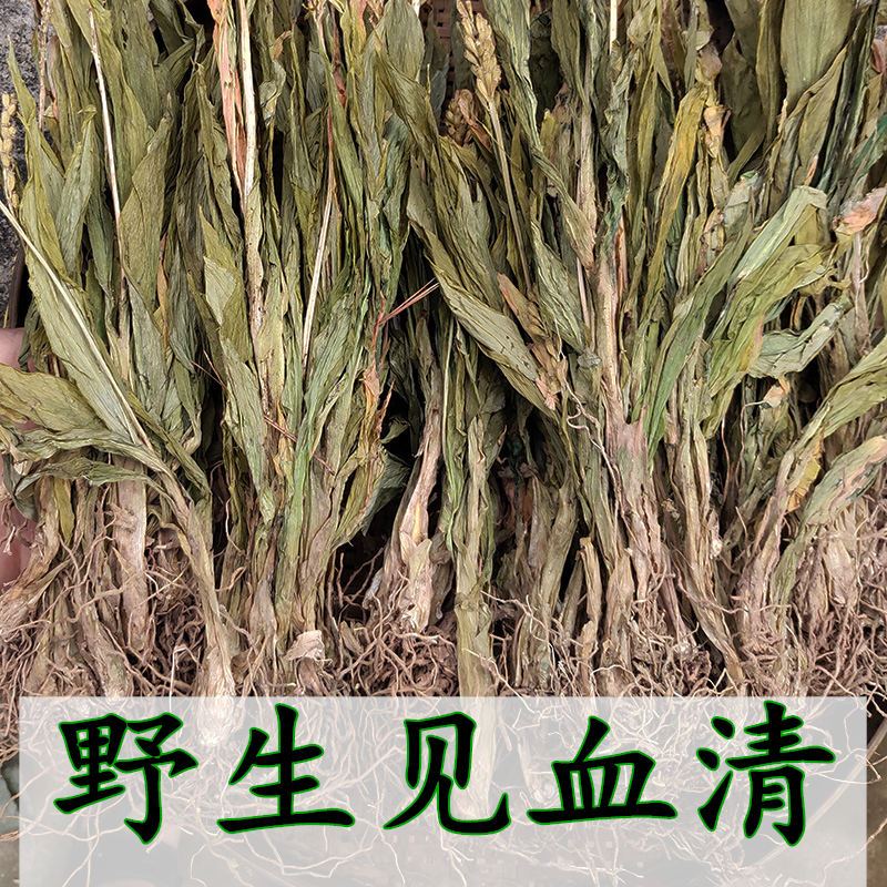 见血清见血清中药材见血清又名羊耳蒜立地好毛慈姑新鲜干货见血青