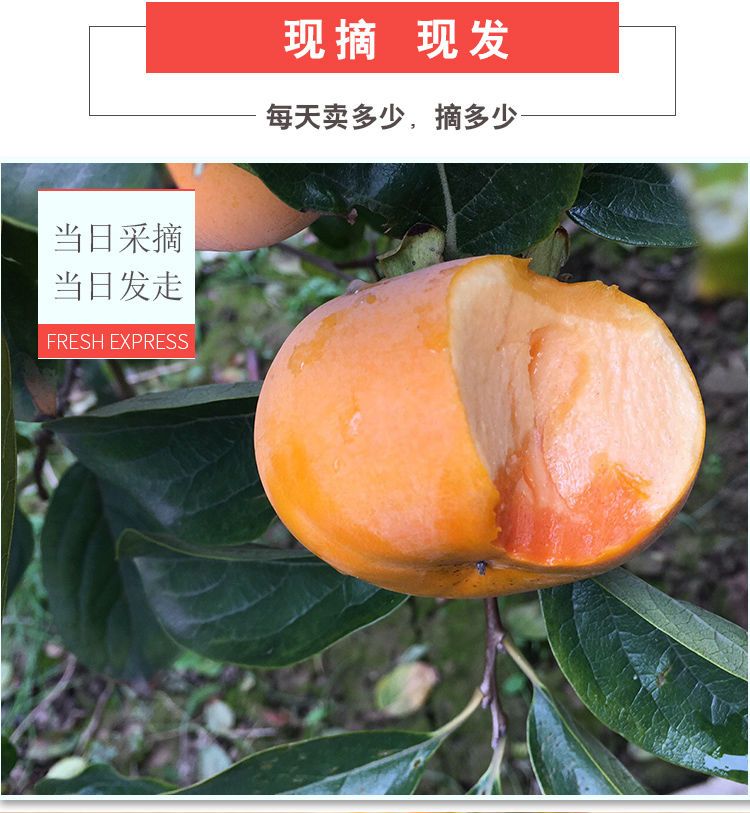 陕西甜脆柿子10斤/5/2斤巧克力苹果硬柿新鲜应季当季水果整箱批发