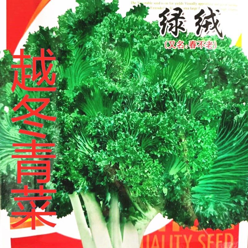 绿绒春不老菜种子青菜种子蔬菜种子花叶苔菜种子凤尾青蔬菜种子