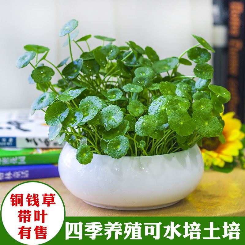 铜钱草招财水培植物办公室桌面盆栽金钱草花卉室内水养绿植净空气