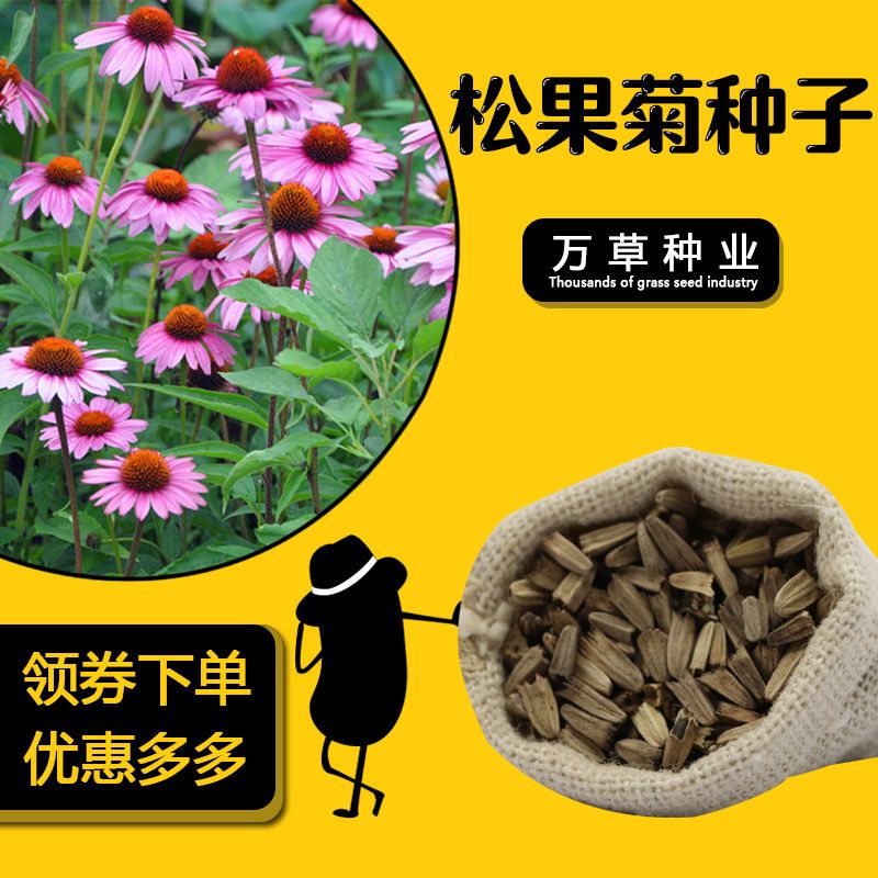 松果菊种子 紫锥花 多年生观赏花卉 春秋播庭院花卉植物 菊花种子