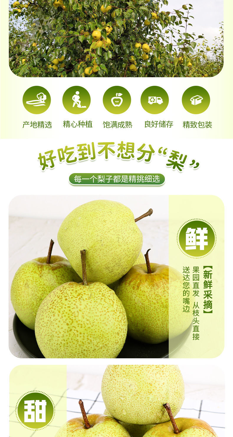 【新鲜现摘】砀山酥梨10/5/2斤新鲜孕妇水果早酥青梨坏果包赔包邮