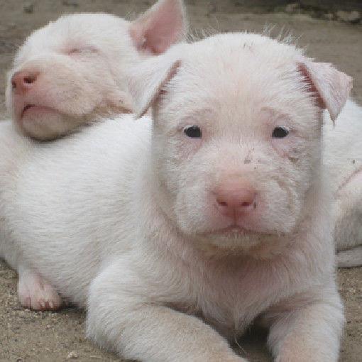 下司犬活體幼犬大型貴州五紅獵犬虎頭長短毛猛犬看家護院寵物混血