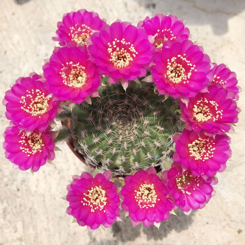 多肉仙人球类植物开花品种阳春丸植物防辐射组合盆栽办公桌阳台