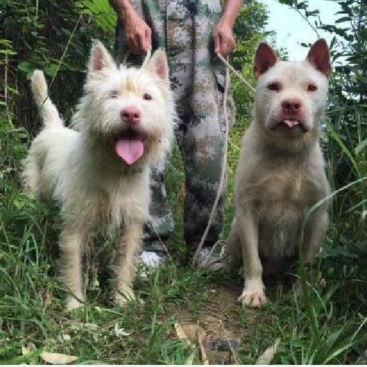 下司犬活體幼犬大型貴州五紅獵犬虎頭長短毛猛犬看家護院寵物混血