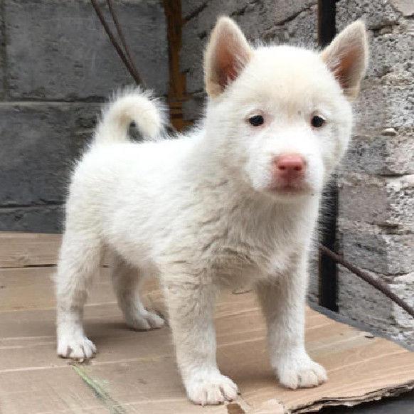 下司犬活体幼犬大型贵州五红猎犬虎头长短毛猛犬看家护院宠物混血