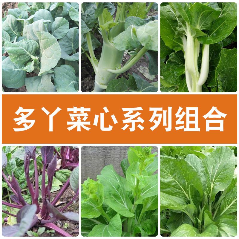 菜心种子连州广东增城迟菜心种四季蔬菜青菜春菜红菜苔芥兰菜种子