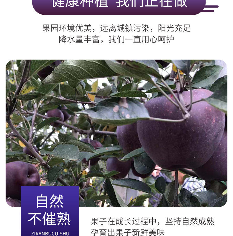 黑钻苹果新鲜苹果黑苹果不常见的水果没见过的水果