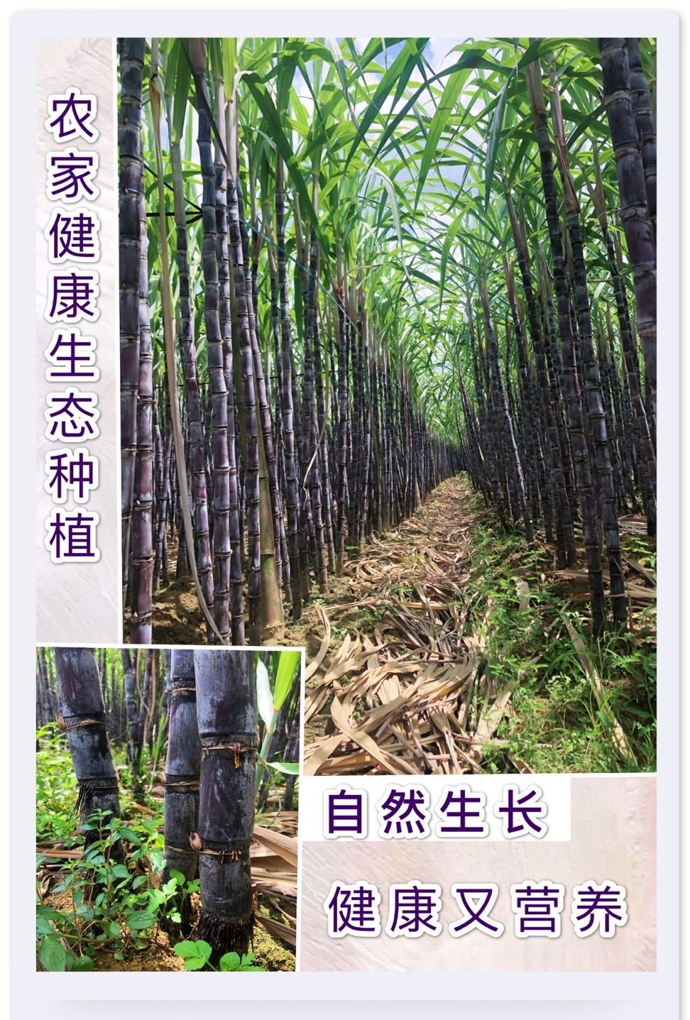 af94df32-9634-4d7c-9ada-16d6d5bed88d.jpeg.a.jpeg