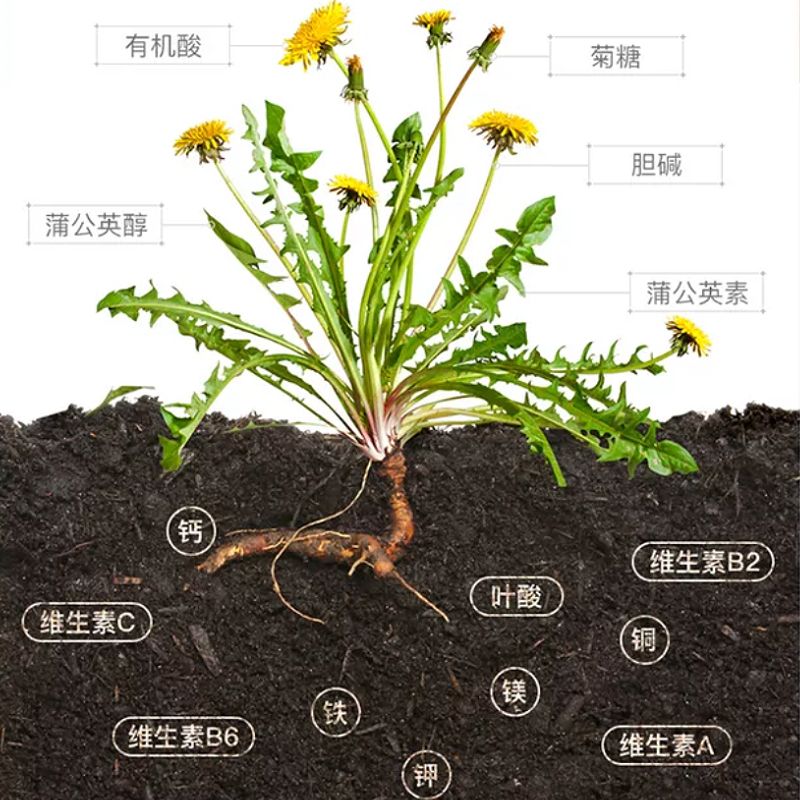蒲公英茶正品野生长白山天然新鲜纯浦公英叶茶浦公英叶婆婆丁罐装