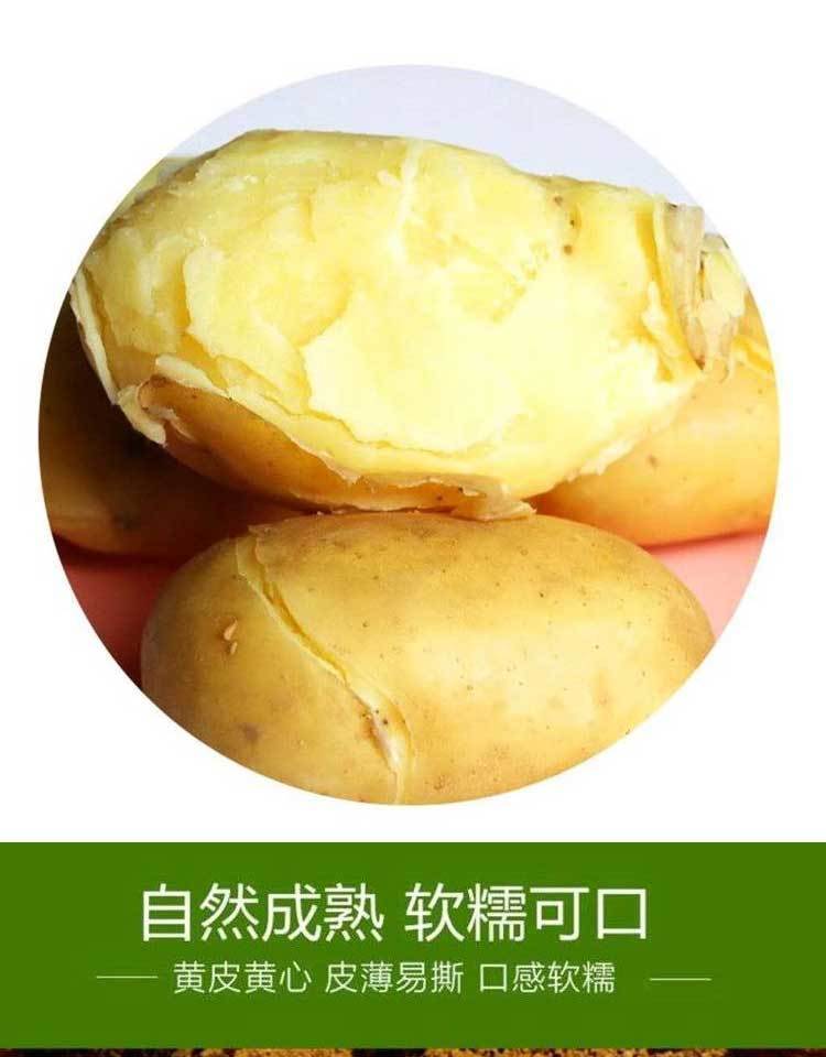 【10斤】大西北高原特产新鲜黄心土豆现挖甘肃黄皮洋芋高含量马铃薯【小度美食】