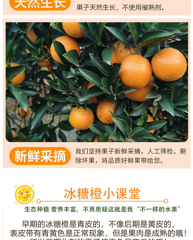 【顺丰包邮】麻阳冰糖橙超甜新鲜水果5斤9斤装单果果经65mm以上