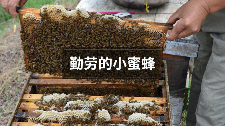 【2斤装】土蜂蜜农家自销蜜野生百花蜜蜂巢蜜圆木桶自然纯蜂蜜【小老头美食】