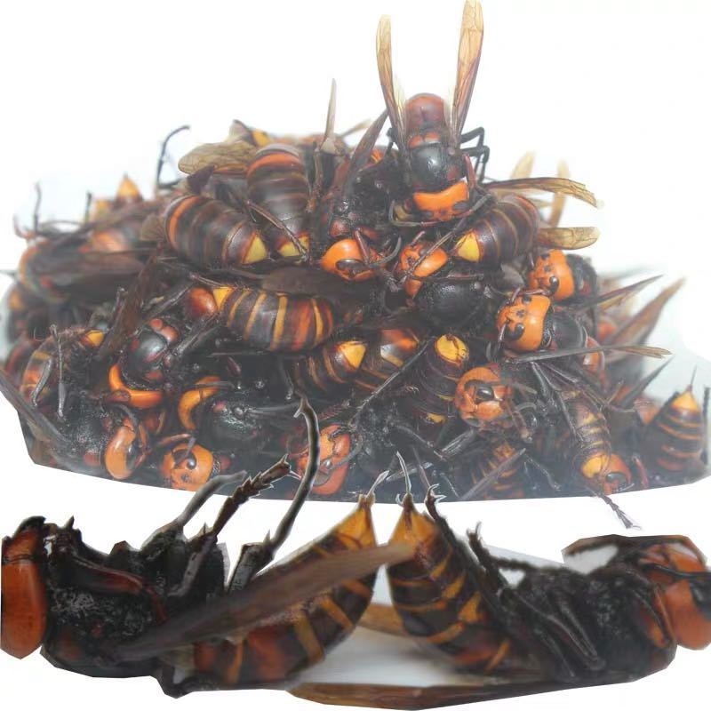 筑巢地下的地龙蜂金环胡蜂大马蜂土地蜂黄蜂虎头蜂牛角蜂九里蜂