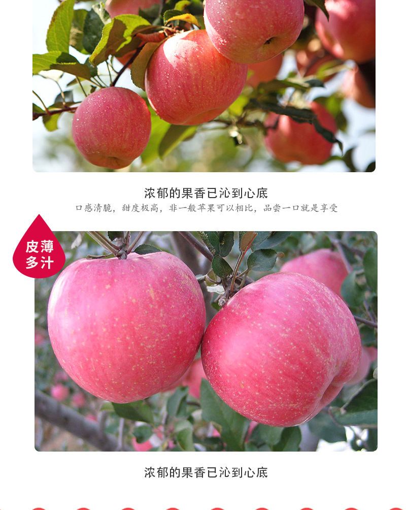 新鲜应季水果当季现摘红富士丑苹果脆甜冰糖心2/3/5/10斤孕妇平果