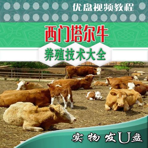 西门塔尔牛养殖技术 奶牛饲料配制 犊牛饲养u盘视频教程秸秆养牛