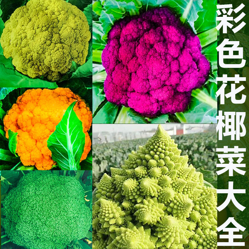 彩色花椰菜种子宝塔菜种籽黄紫色花菜种籽四季蔬菜种孑农家春秋季