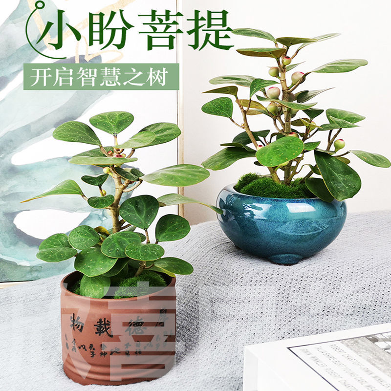 小盼菩提树盆栽发财盆栽植物四季常青办公室内植物招财绿植花卉 8月18日发完 虎窝拼