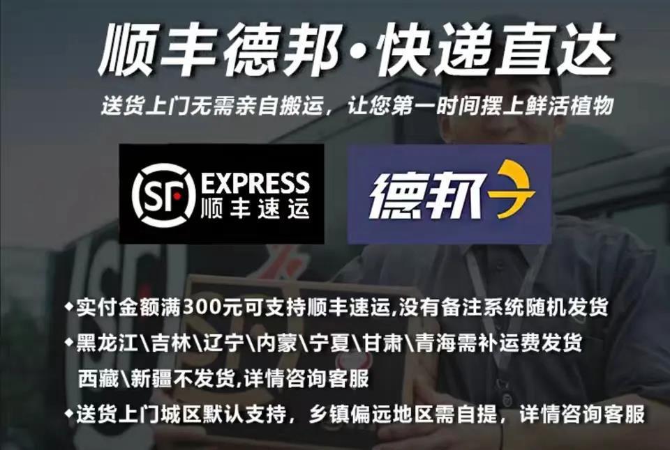 室内绿植推荐办公室大型绿植 9e561423-f2f7-4193-9944-ee4fe47f6fc5.jpeg.a.jpeg