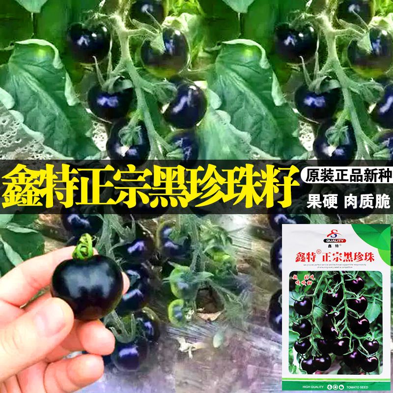 正宗黑珍珠番茄种子樱桃番茄圣女果籽小西红柿黑柿子种子