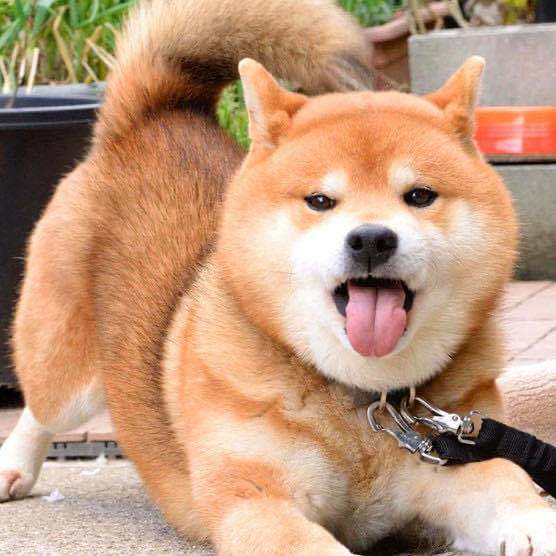 柴犬纯种柴犬幼犬赤黑色日本柴犬幼体秋田豆柴秋田犬活体中小型犬