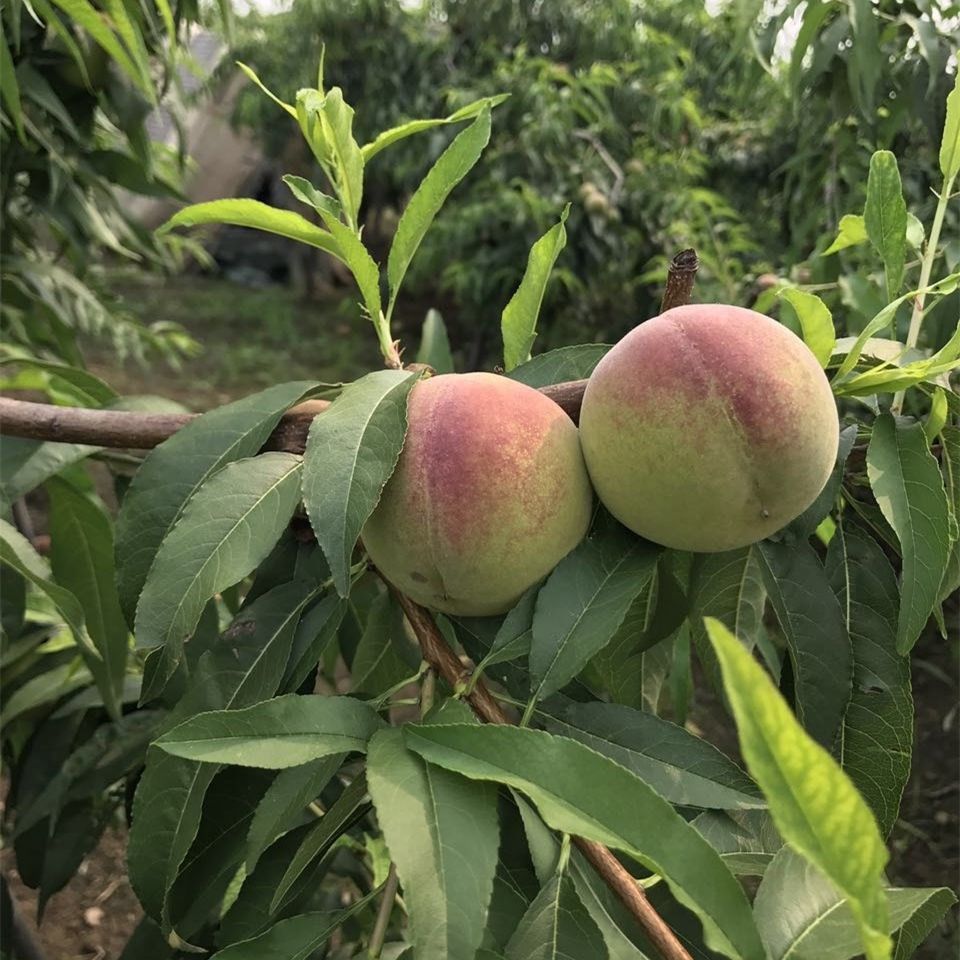 青州寒露蜜桃小毛桃冬桃脆甜離核冬雪桃子應季新鮮水果5斤3斤包郵【價