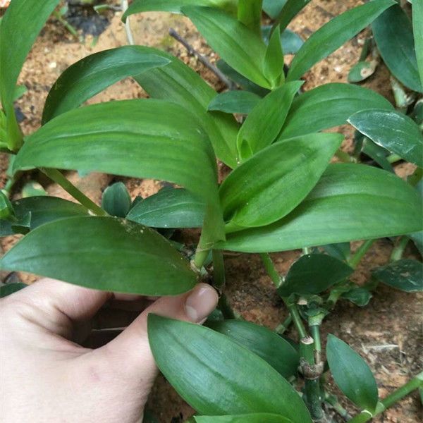 正宗水竹草新鲜叶水竹草绿叶水龟草肾草水竹草鲜品