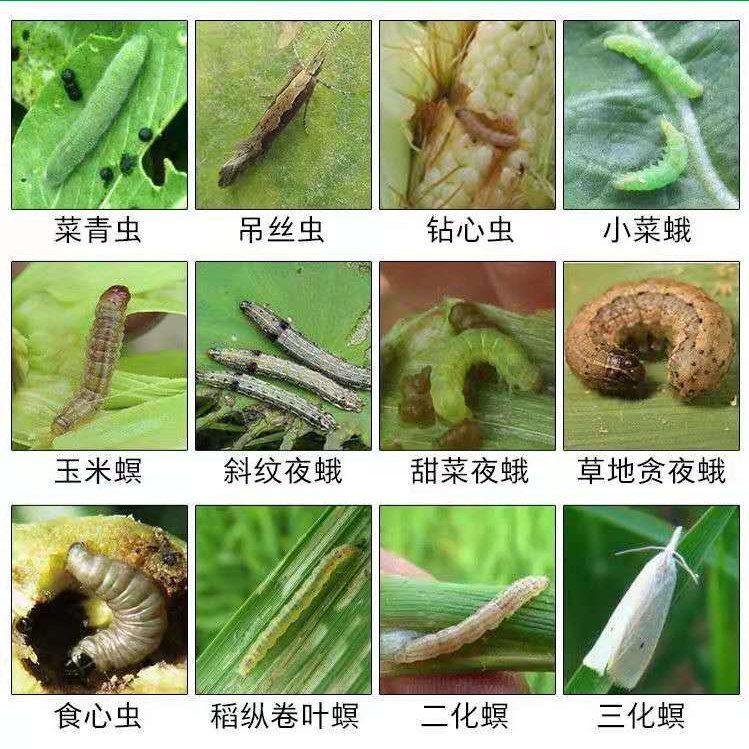 甲维虫螨腈杀虫剂蔬菜果树玉米菜青虫小菜蛾吊丝虫玉米螟农药批发 虎窝拼
