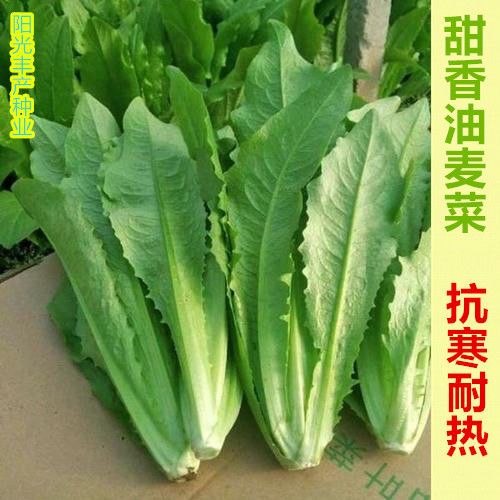 油麦菜种子 四季油香麦菜籽 高产耐寒抗病毒春秋四季大田庭院种植
