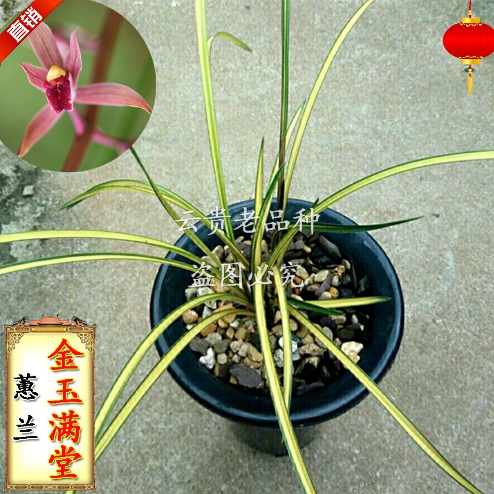 兰花 蕙兰艺草 金玉满堂 老种 盆栽 室内 阳台 花卉 办公室绿植