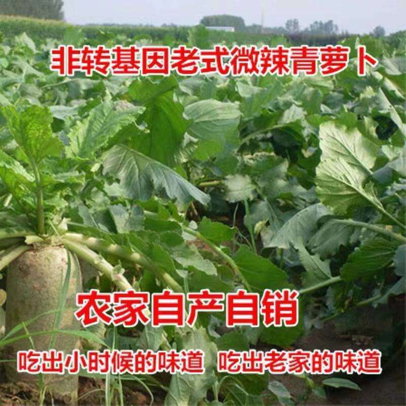 10斤河南特产青萝卜农家自种白萝卜绿色蔬菜非水果胡萝卜2斤5斤