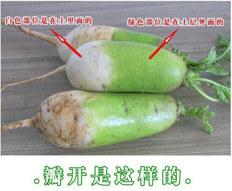 10斤河南特产青萝卜农家自种白萝卜绿色蔬菜非水果胡萝卜2斤5斤
