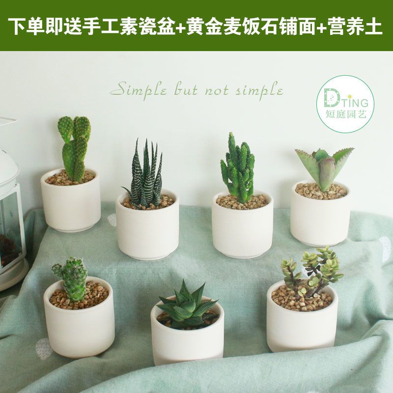 多肉植物盆栽绿植花卉仙人掌室内植物防辐射送盆营养土 多多榜