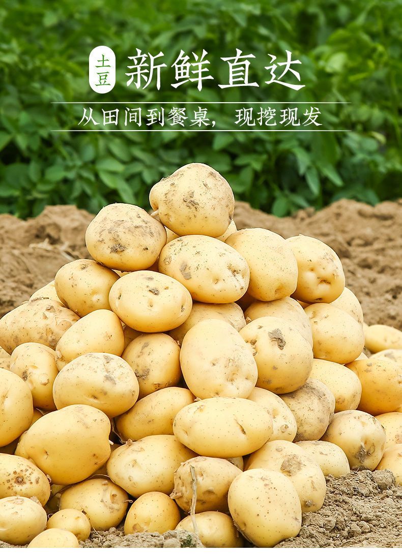 精选新鲜土豆土豆黄心土豆马铃薯土豆批发新鲜蔬菜现挖3/5/10斤装