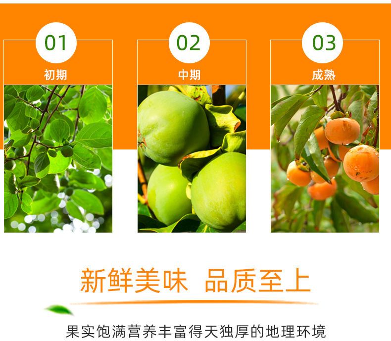 【到手即吃】陕西脆柿子水果新鲜10斤脆甜整箱1斤甜硬应季黄柿子