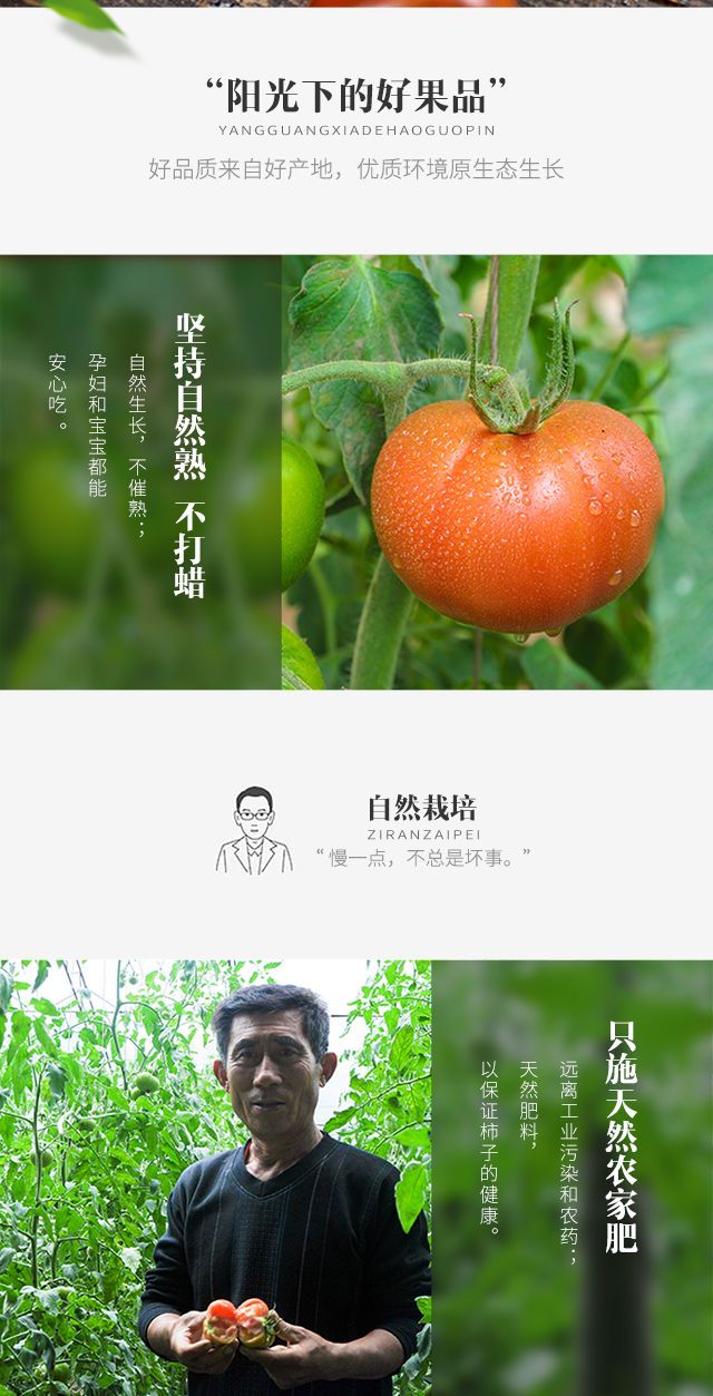 【爆品特惠】丹东铁皮柿子草莓西红柿碱地铁柿子新鲜番茄蔬菜批发