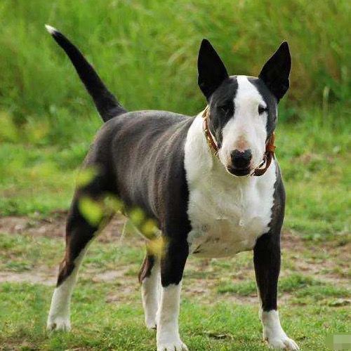 出售精品牛头梗犬双血统白色牛头梗犬海盗眼牛头梗幼犬活体宠物狗