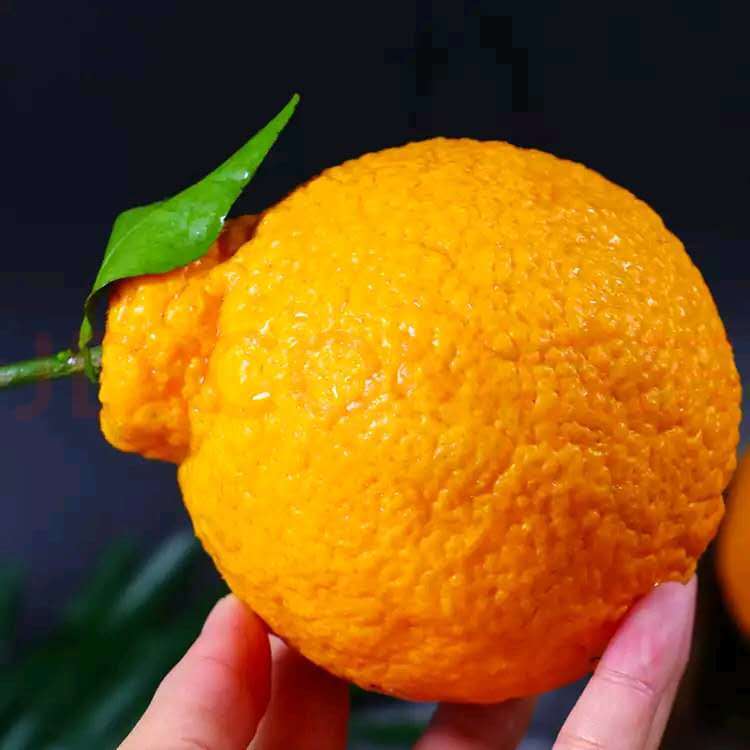 鲜果乐水果生鲜店 高原不知火丑橘丑八怪粑粑柑当季新鲜水果3/5/9批发