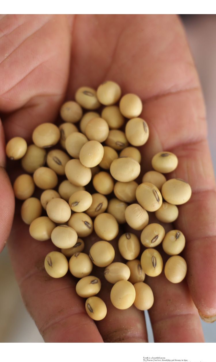  2020新大黄豆打豆浆专用土老品种农家自种土黄豆非转基因椭圆