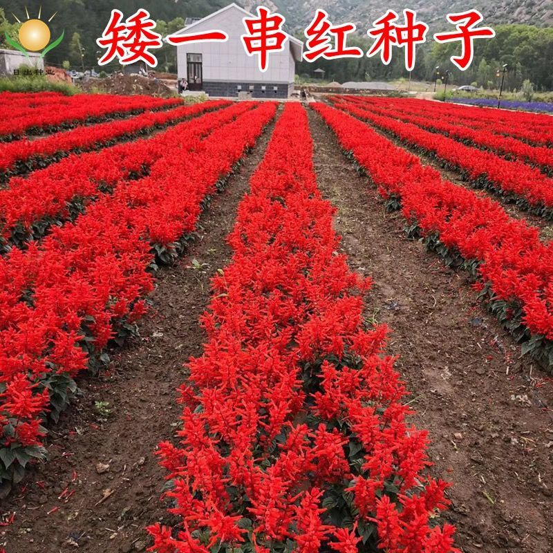 矮杆一串红花种子四季播种阳台庭院易种植物花卉籽种千日红高串红