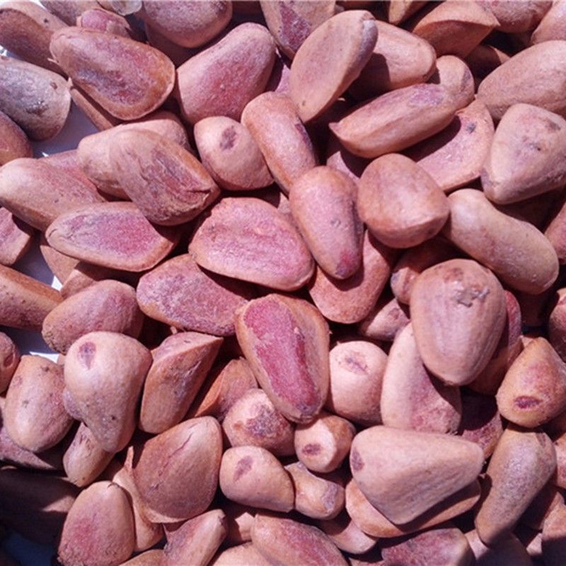 长白山野生红松塔子 红松塔 生松子 松树塔 松鼠粮食 东北松子