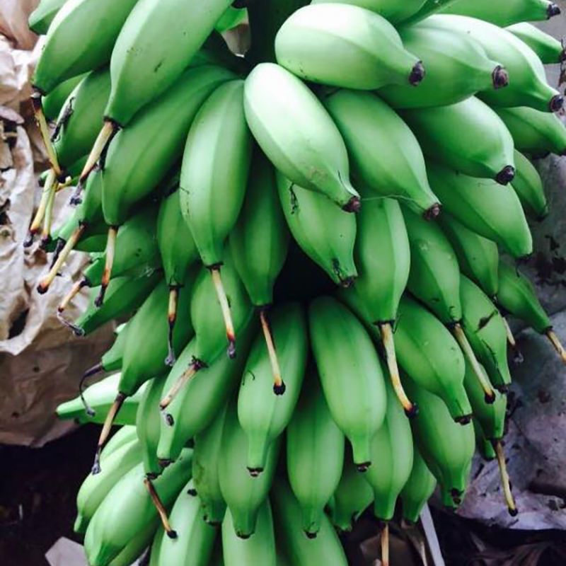 简优水果生鲜官方旗舰店 海南皇帝蕉 香蕉新鲜帝王蕉皇帝蕉正宗 小