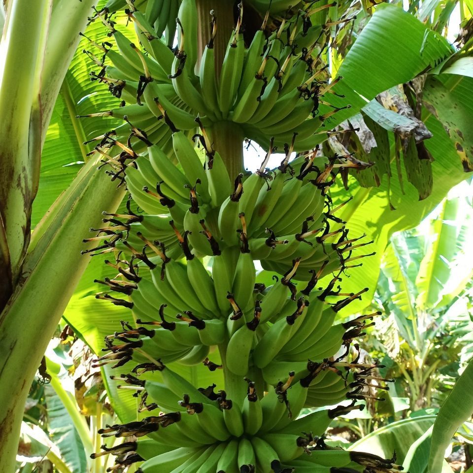 简优水果生鲜官方旗舰店 海南皇帝蕉 香蕉新鲜帝王蕉皇帝蕉正宗 小香