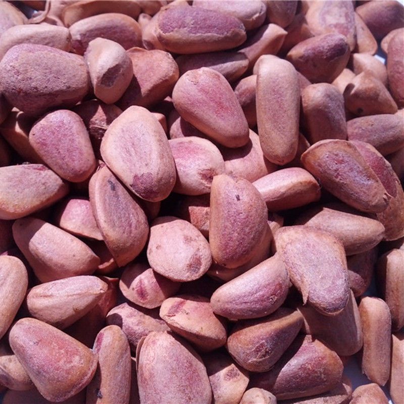 长白山野生红松塔子 红松塔 生松子 松树塔 松鼠粮食 东北松子