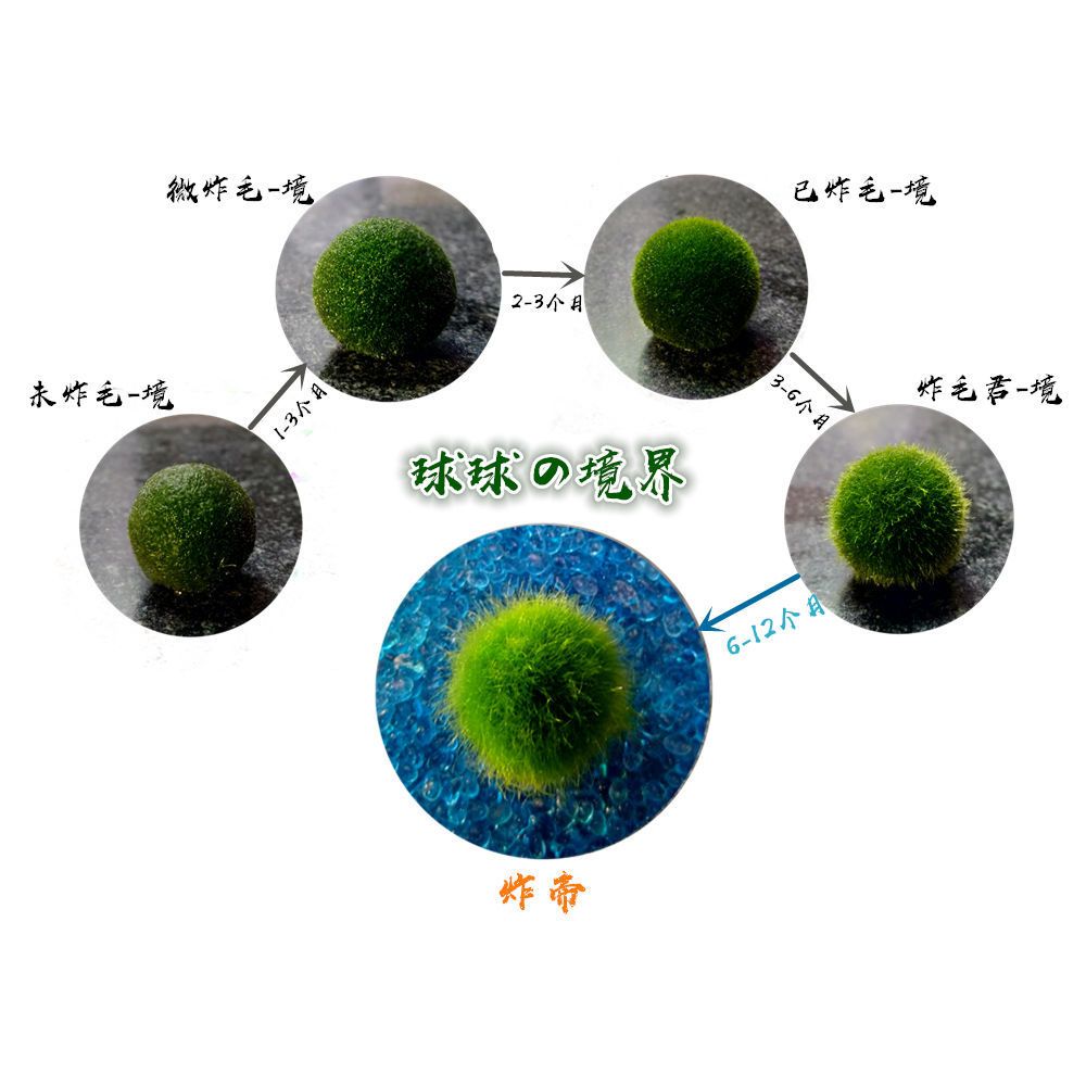 包邮marimo幸福海藻球微景观生态瓶水培植物球藻创意迷你植物水族 虎窝拼